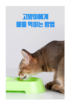 고양이에게 물을 먹이는 방법